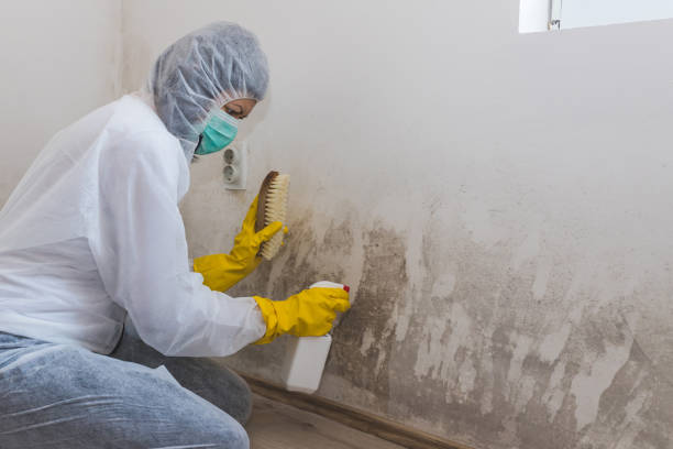 Mold Remediation for Rental Properties in Roseville, OH